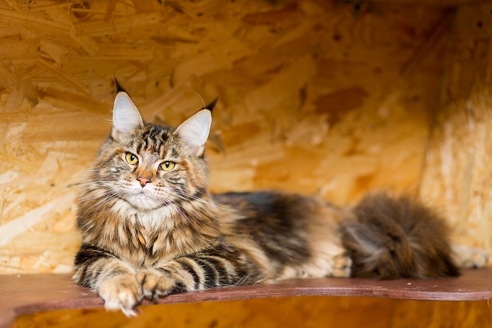 Le chat Maine Coon à l'âge de 9 mois est allongé sur l'étagère.