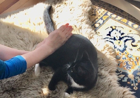 Le chat reçoit un massage de la queue.