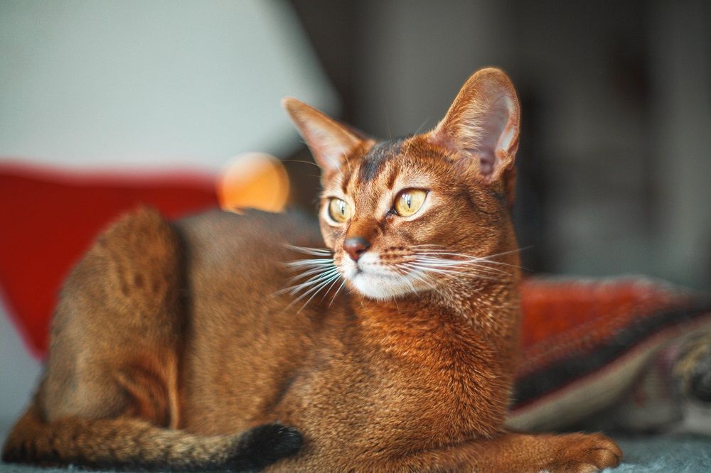 Chat Abyssin tigré aux yeux jaunes et aux poils courts roux