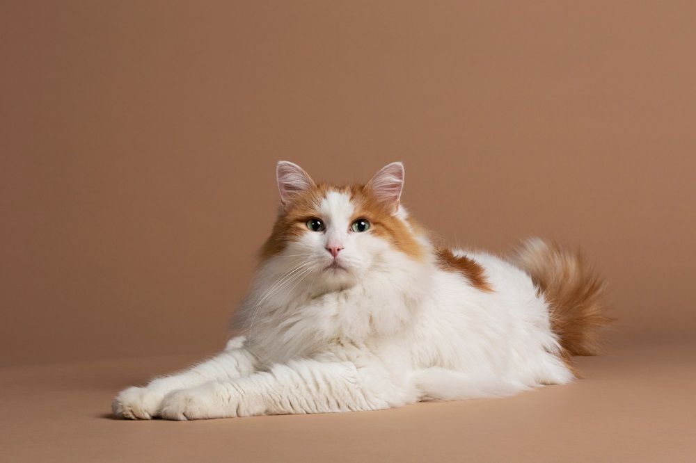 Chat turc de Van aux yeux verts isolé et couché sur un fond marron. Magnifique fourrure angora blanche et duveteuse