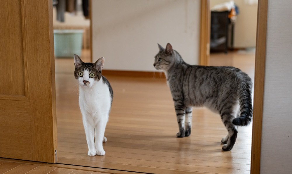 Deux chats se promènent dans la maison