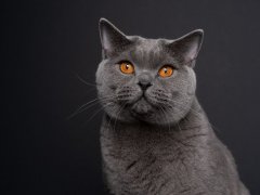 beautiful blue british shorthair cat with orange eyes