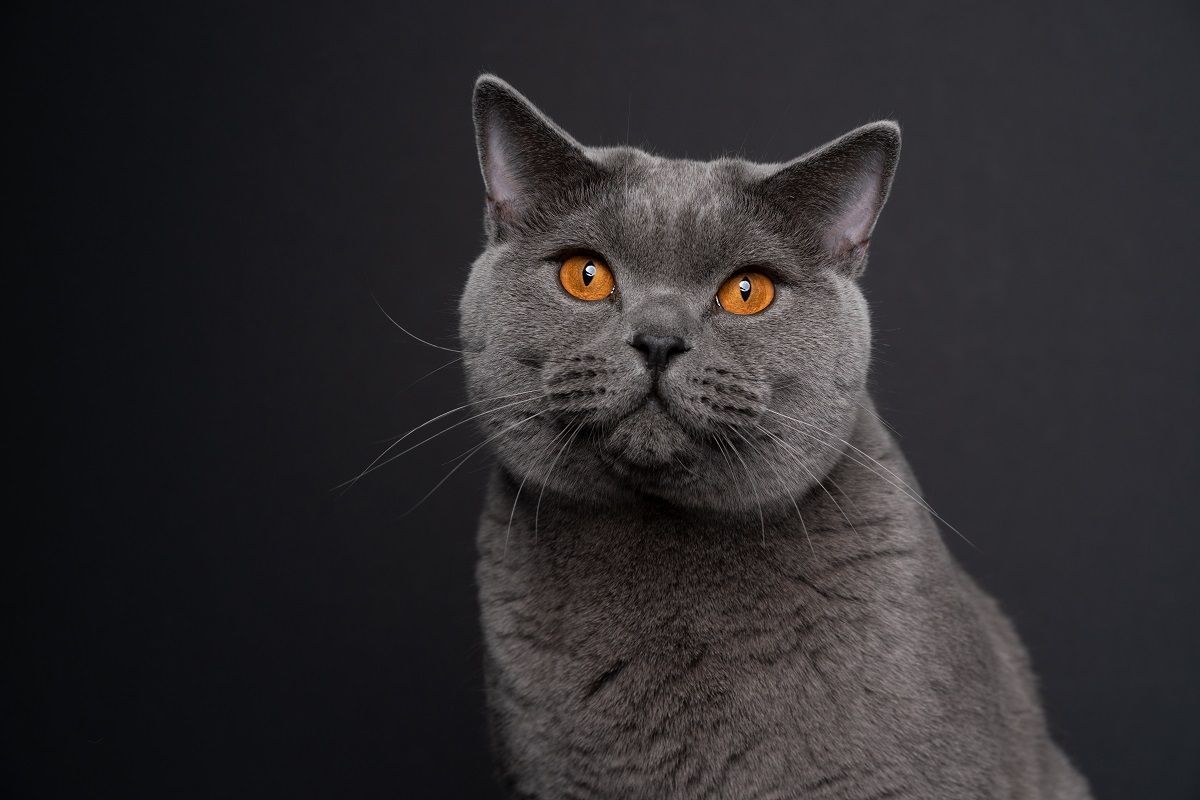 beau chat british shorthair bleu aux yeux orange