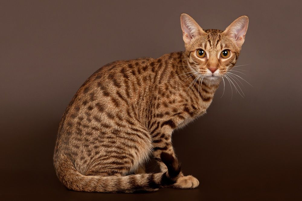 chat mâle ocicat sur fond marron foncé