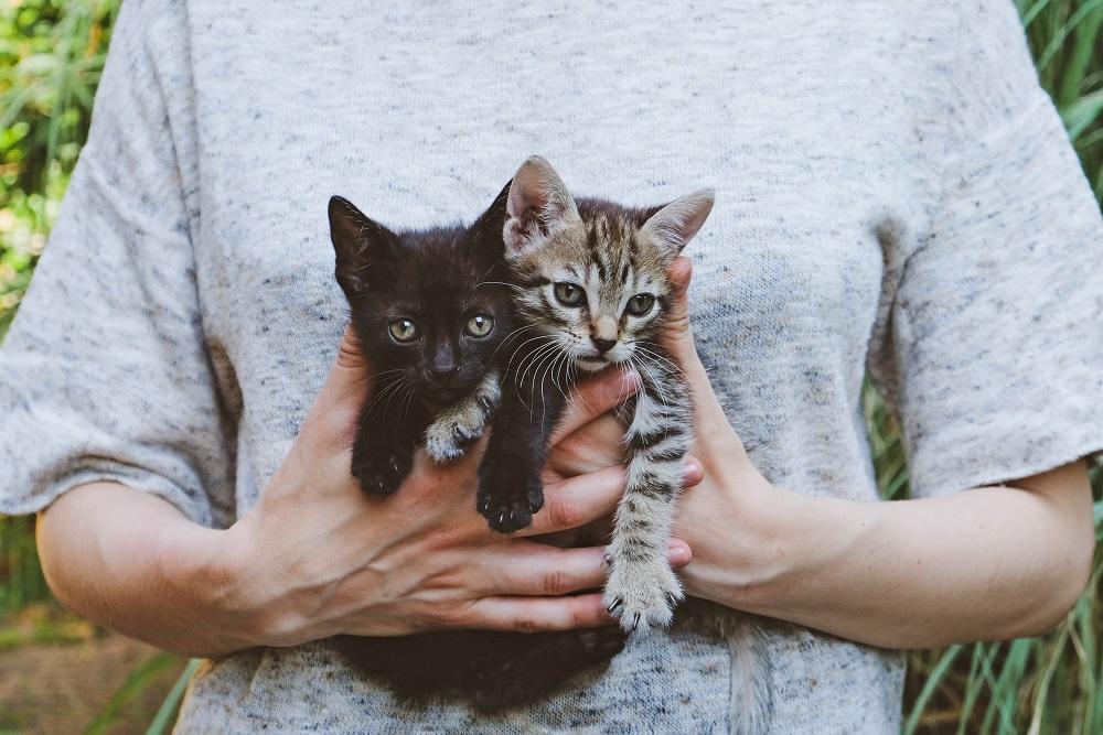 personne tenant deux chatons