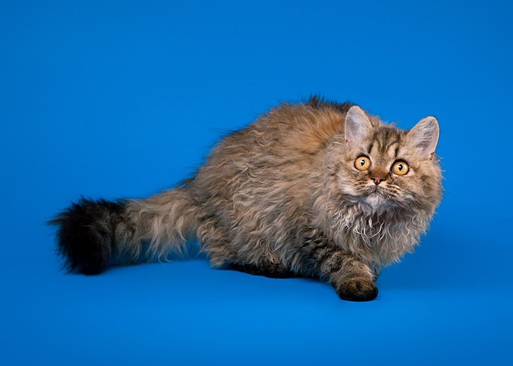 chat selkirk rex sur fond bleu ciel