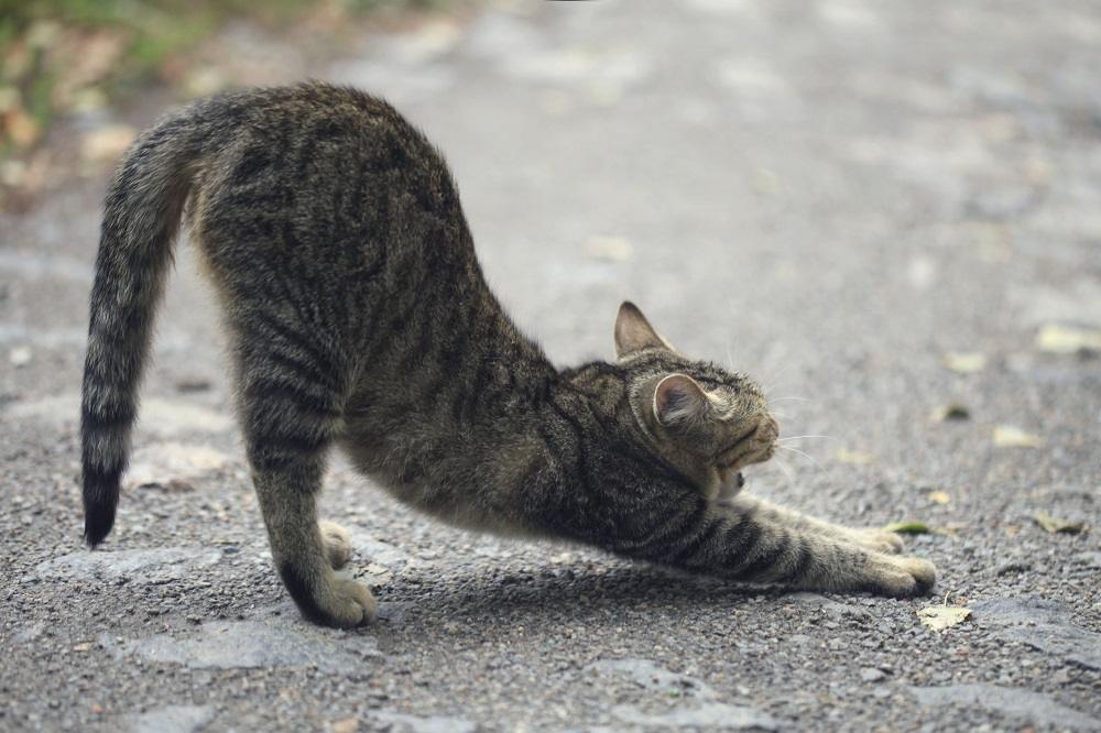 chat qui s'étire