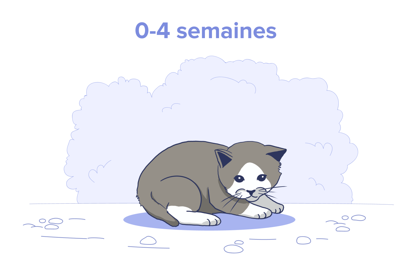 Chaton nouveau-né, âge : 0 à 4 semaines.