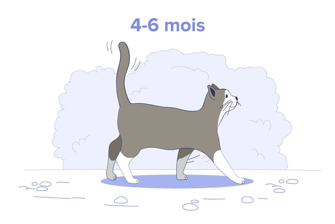 Chat de 6 mois à 10 ans.