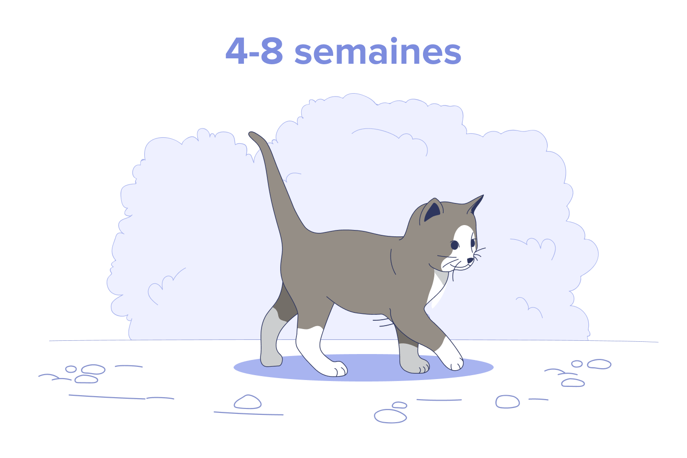 Chaton de 4 à 8 semaines.