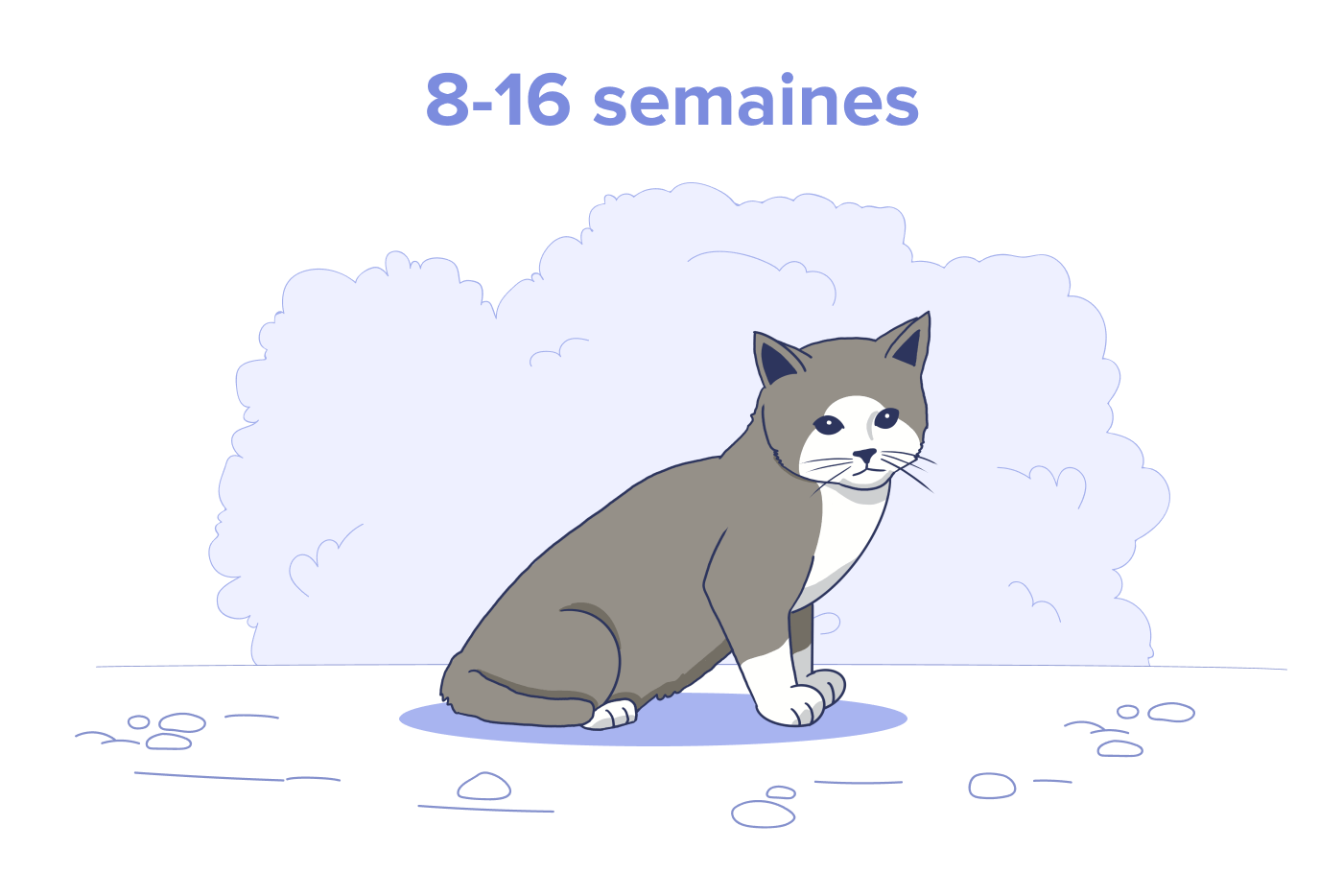 Chaton de 8 à 16 semaines.