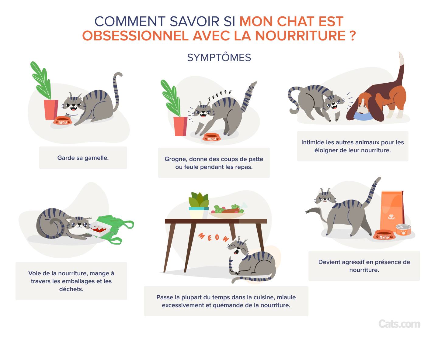 Agression alimentaire chez les chats