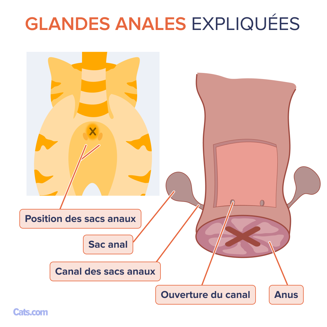 Quels sont les détails des sacs anaux ?
