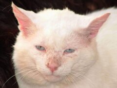 Calicivirus in Cats
