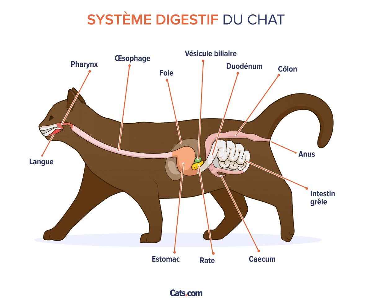 Anatomie du tube digestif chez le chat