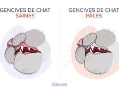 Gencives pâles chez le chat