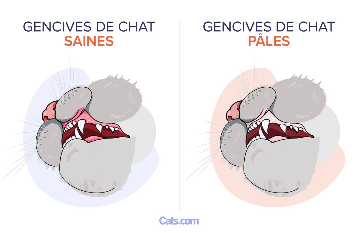 Gencives pâles chez le chat