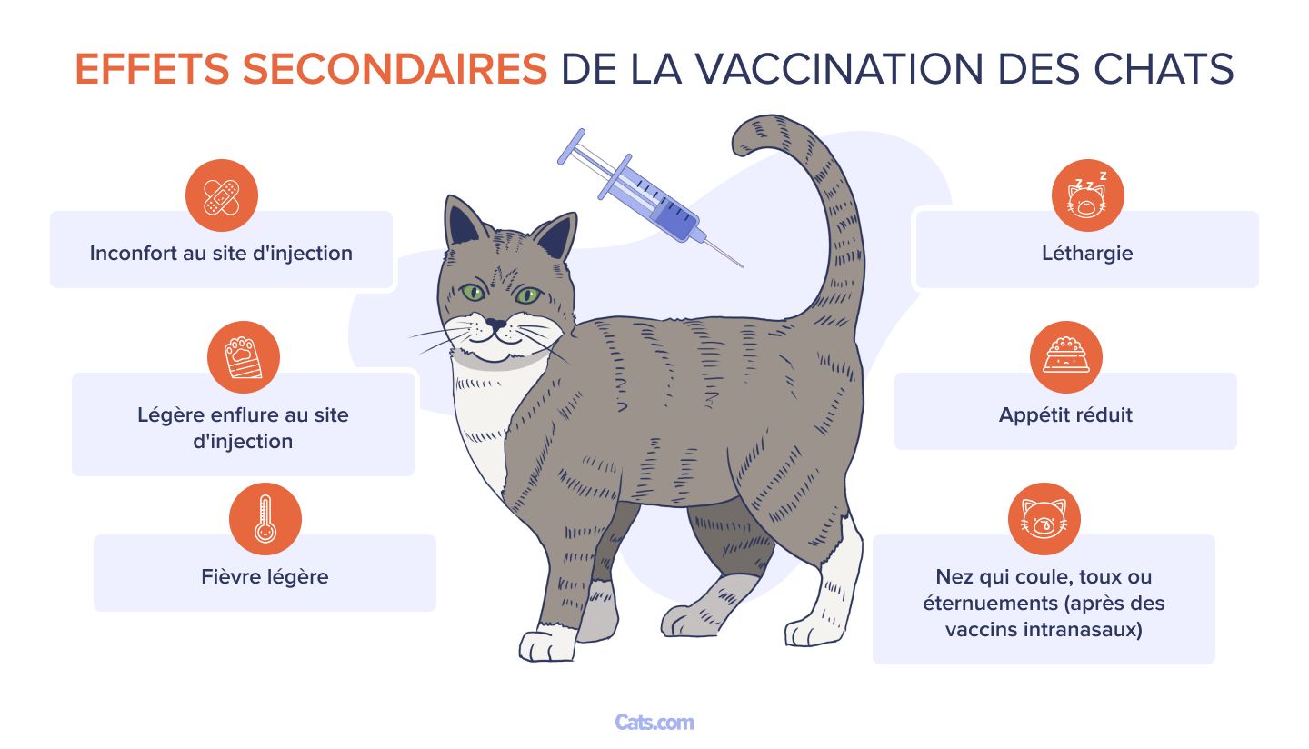 Effets secondaires de la vaccination des chats