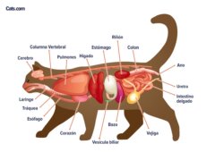 Organes de chats