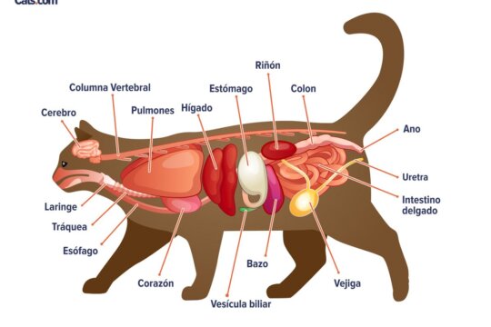 Guide d'anatomie du chat