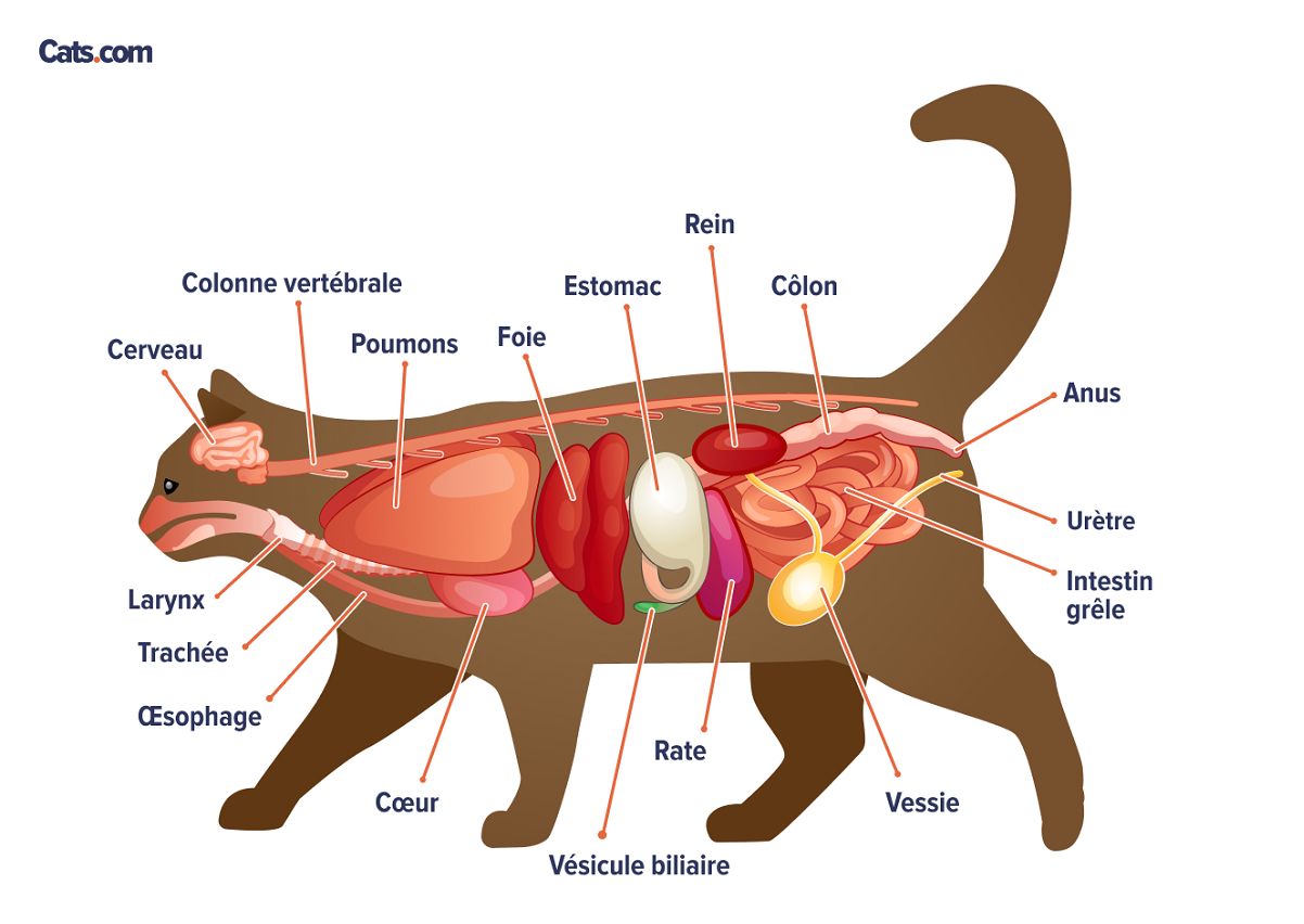 Une image liée aux organes félins, illustrant éventuellement l'anatomie des organes internes d'un chat.