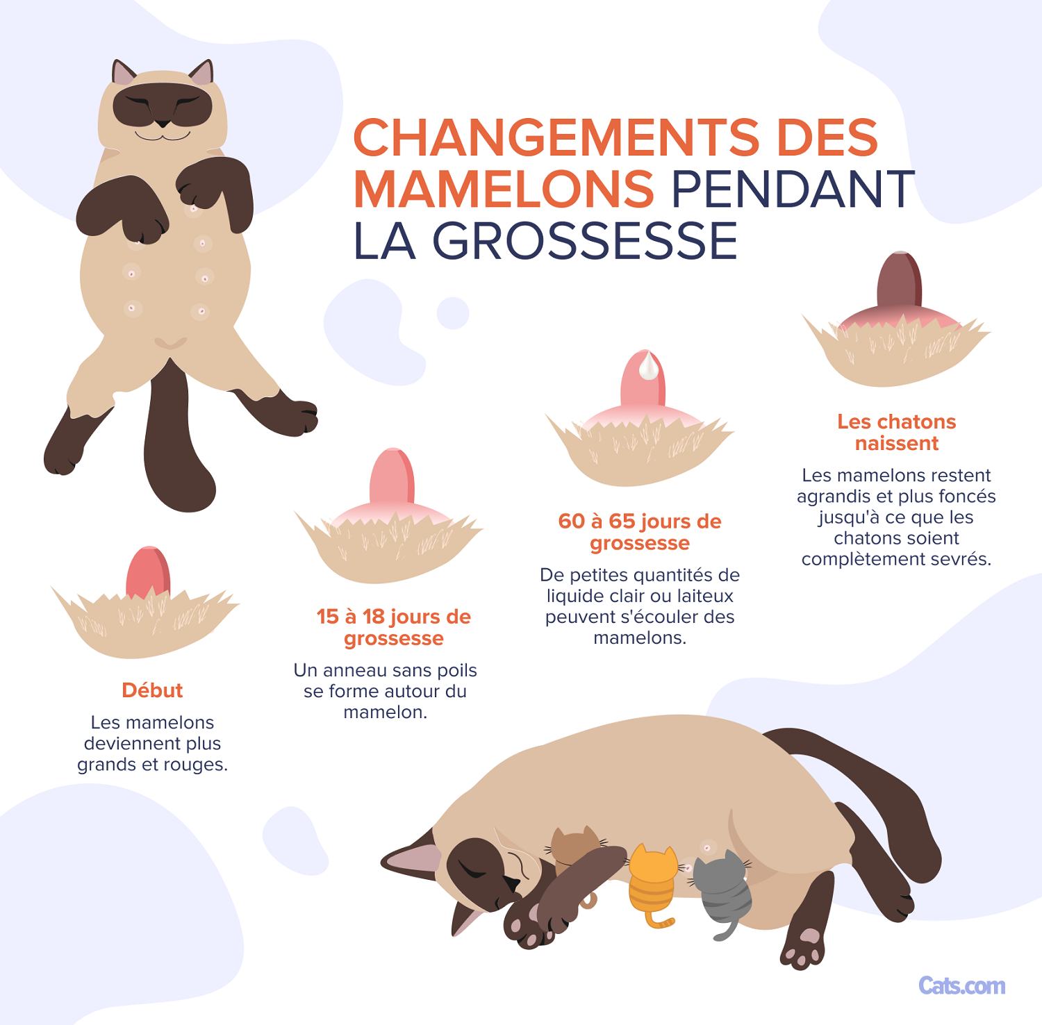 Changements au niveau des mamelons pendant la grossesse