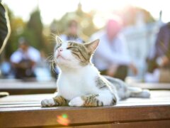 Chat dans la rue d'Istanbul, Turquie