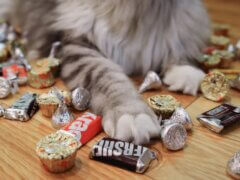Chocolate Poisoning in Cats