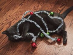 Christmas Cats