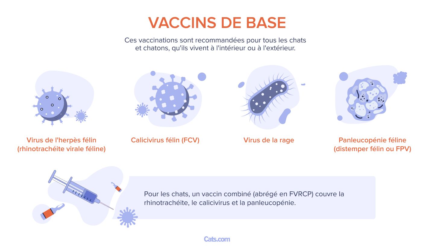 De quels vaccins les chats ont-ils besoin ?