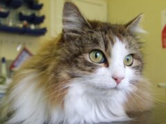 Feline Panleukopenia Virus in Cats