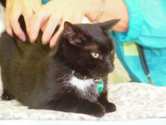 Flea and Tick Medication Poisoning in Cats