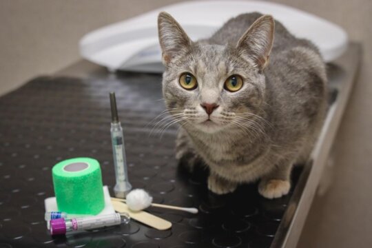À quelle fréquence votre chat doit-il consulter le vétérinaire ?