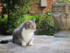 Grey & White Short Hair Tuxedo & Brown Tabby Cats Outside Outdoor