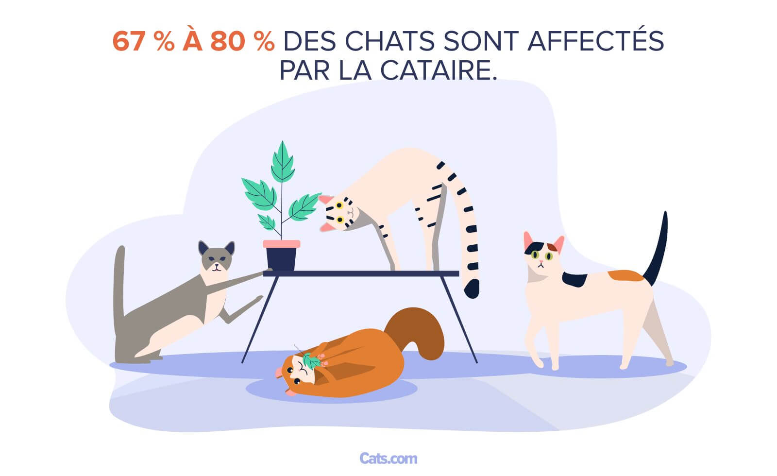 La folie de l'herbe à chat.