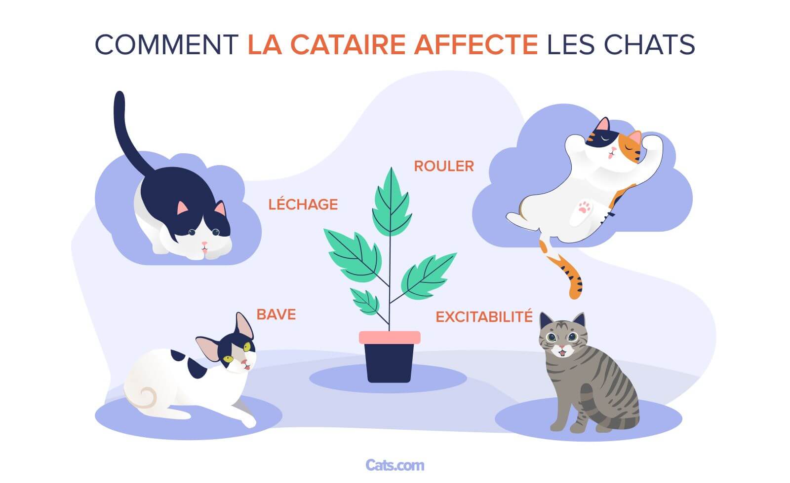 Quels sont les effets de l’herbe à chat sur les chats ?