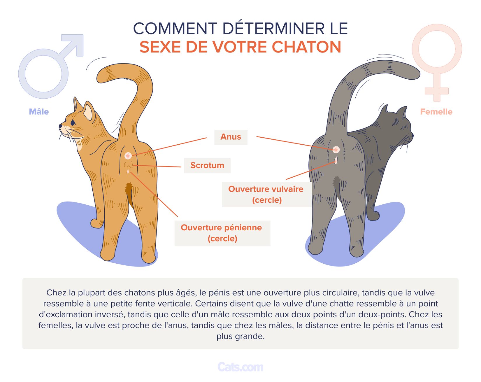 Déterminer le sexe des chatons