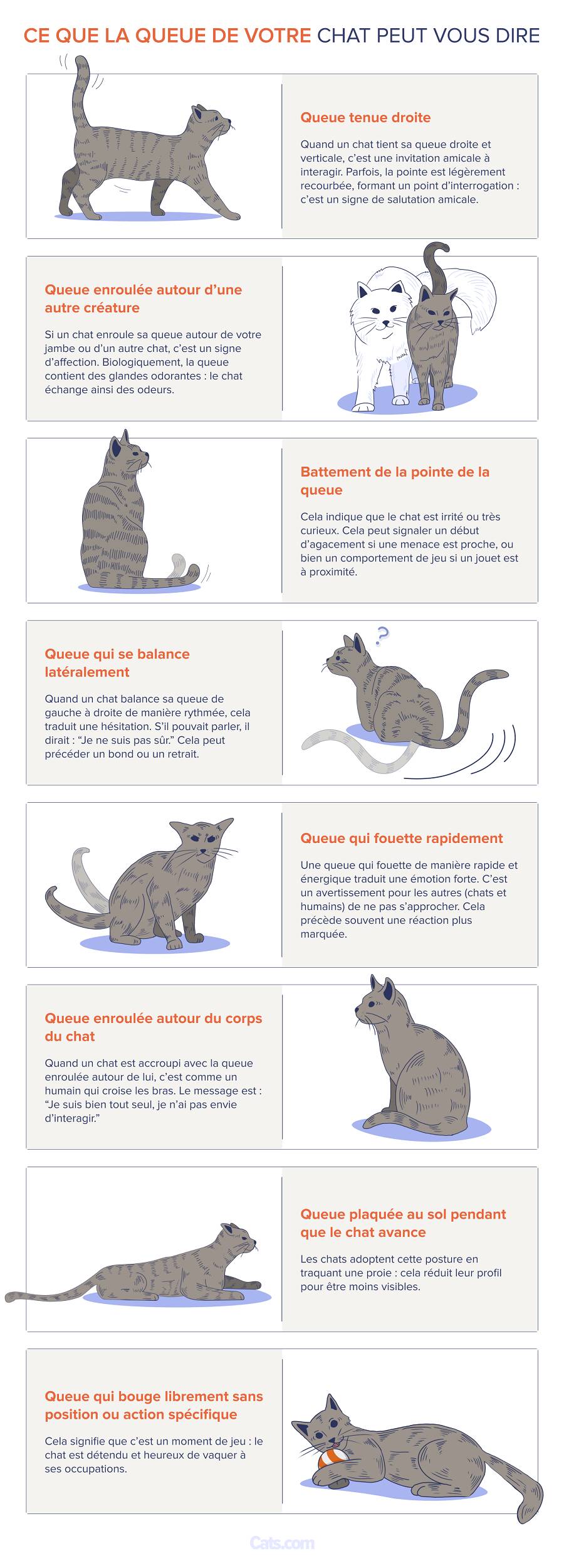 Langue de queue de chat