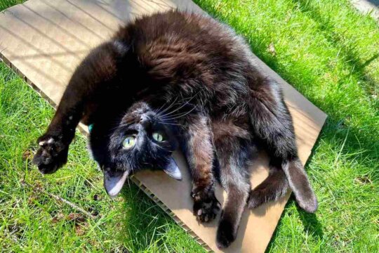 Les 5 types de personnalité des chats : lequel est votre chat ?