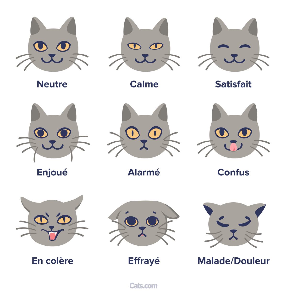 Moustaches