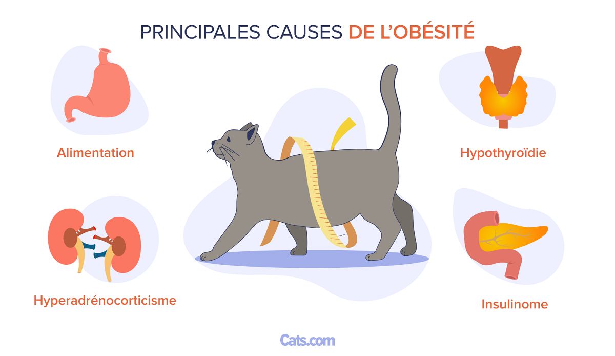 Principales causes de l'obésité