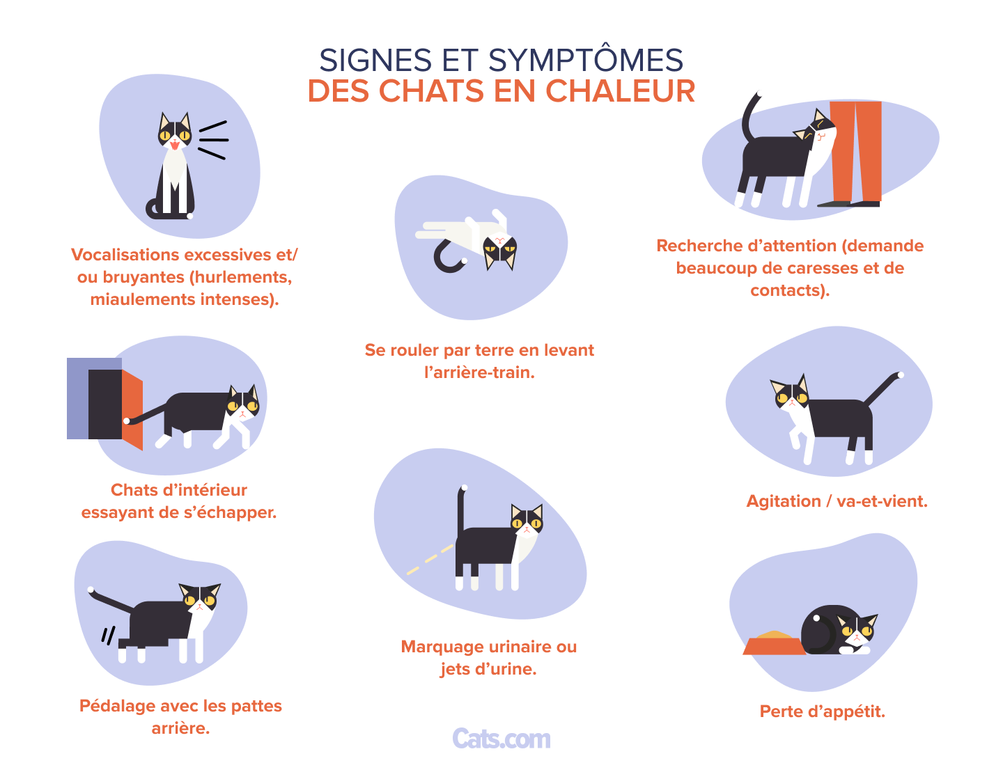 8 signes que votre chatte est en chaleur
