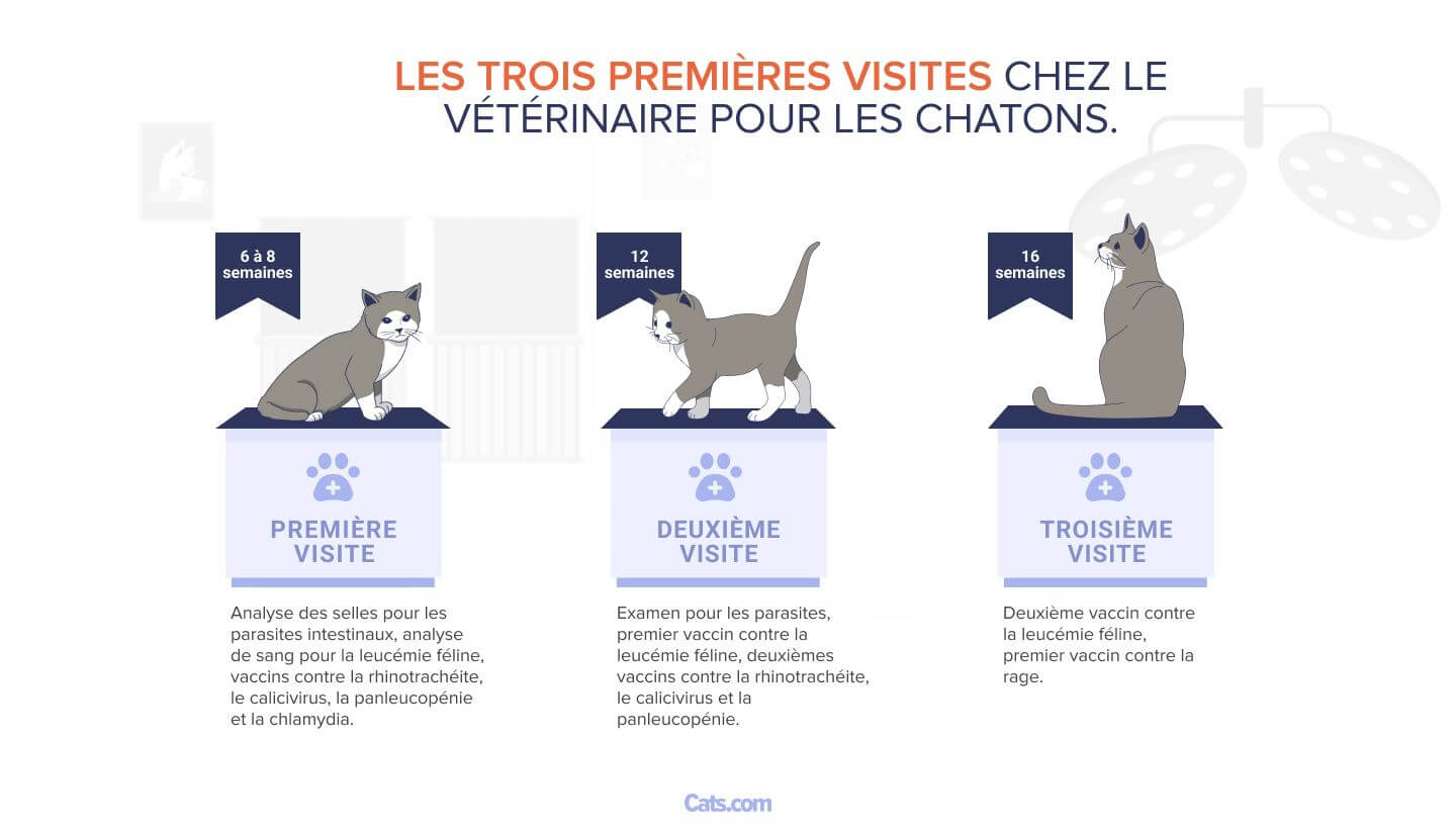 Les trois premières visites chez le vétérinaire pour les chatons.