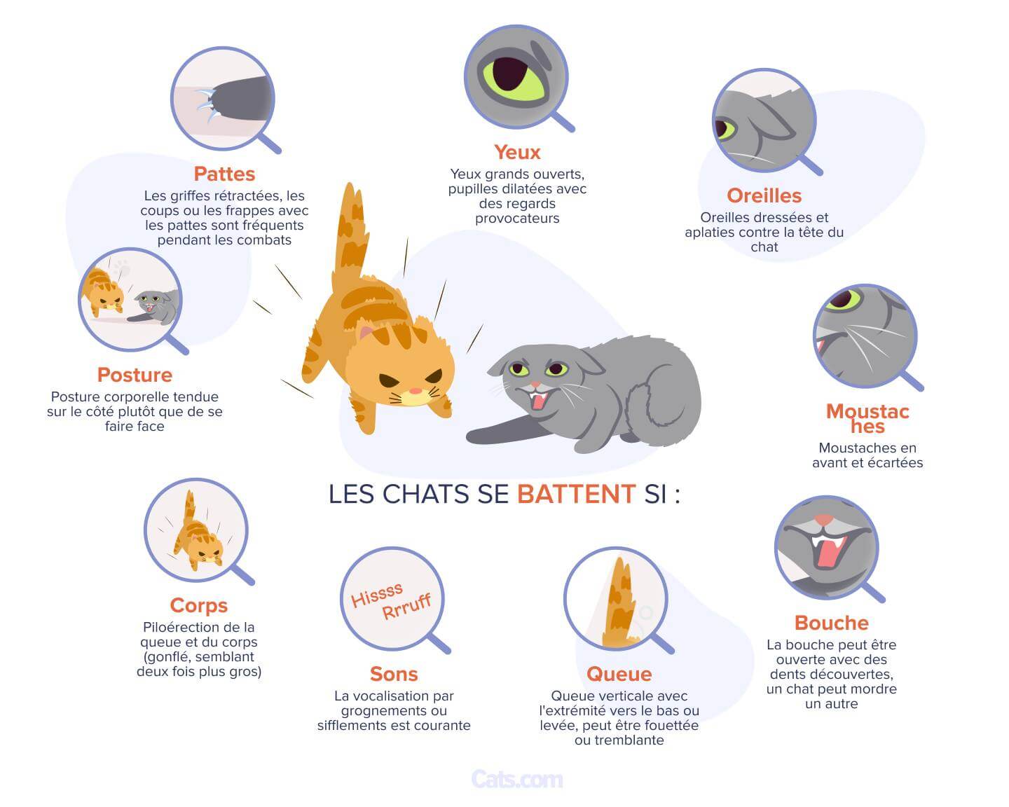 Signes que vos chats se battent