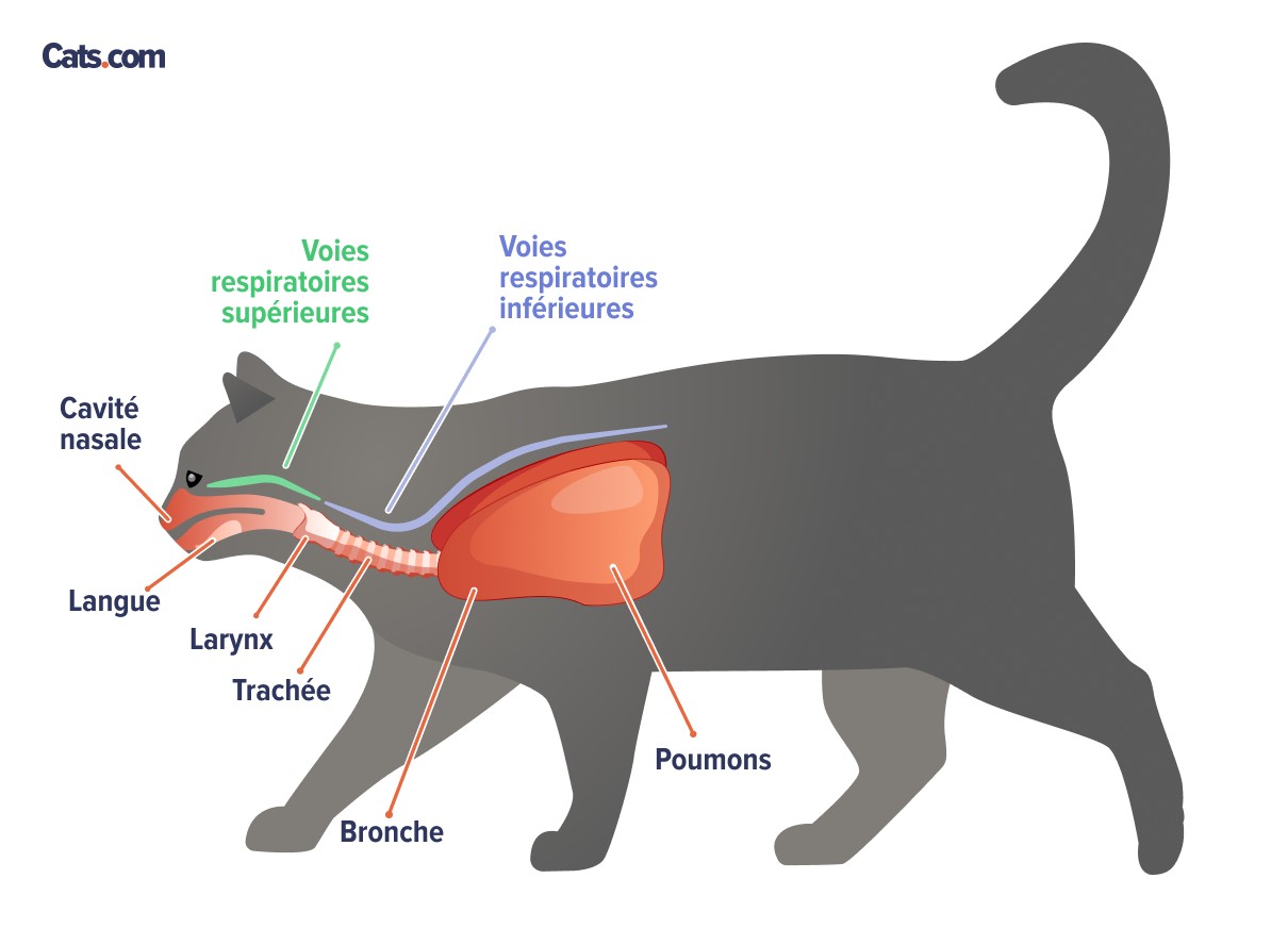Infections des voies respiratoires supérieures du chat