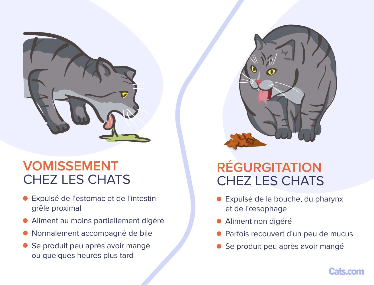 Régurgitation et vomissements chez le chat