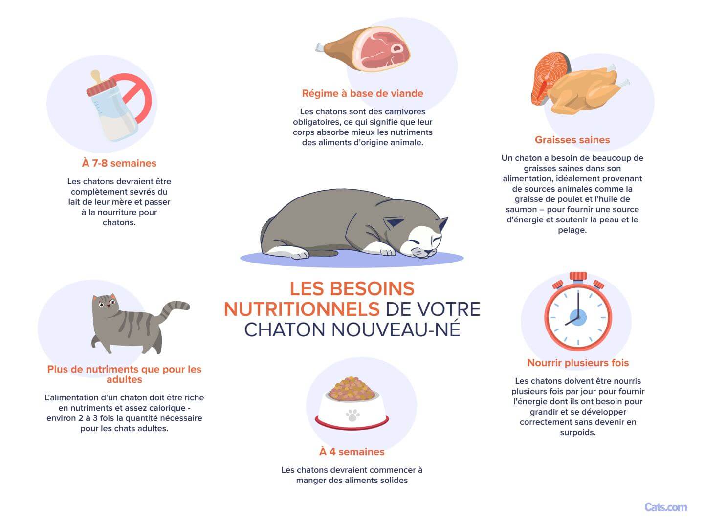 Image liée à la compréhension des besoins nutritionnels des chatons nouveau-nés.