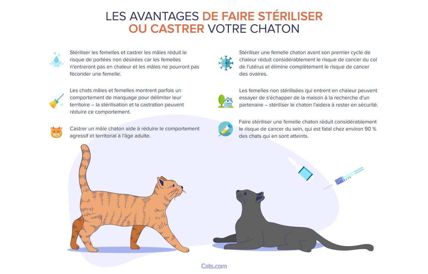 Image discutant des avantages de faire stériliser votre chaton.