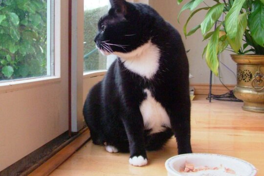 Quelle quantité de nourriture donner à un chat ?