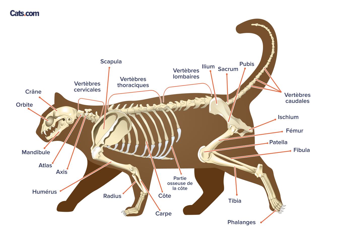 Os étiquetés du squelette du chat